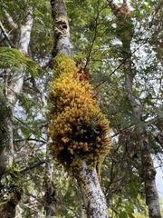 Micropolypodium okuboi