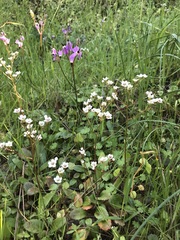 Micranthes californica