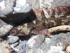 Hexagrammos octogrammus