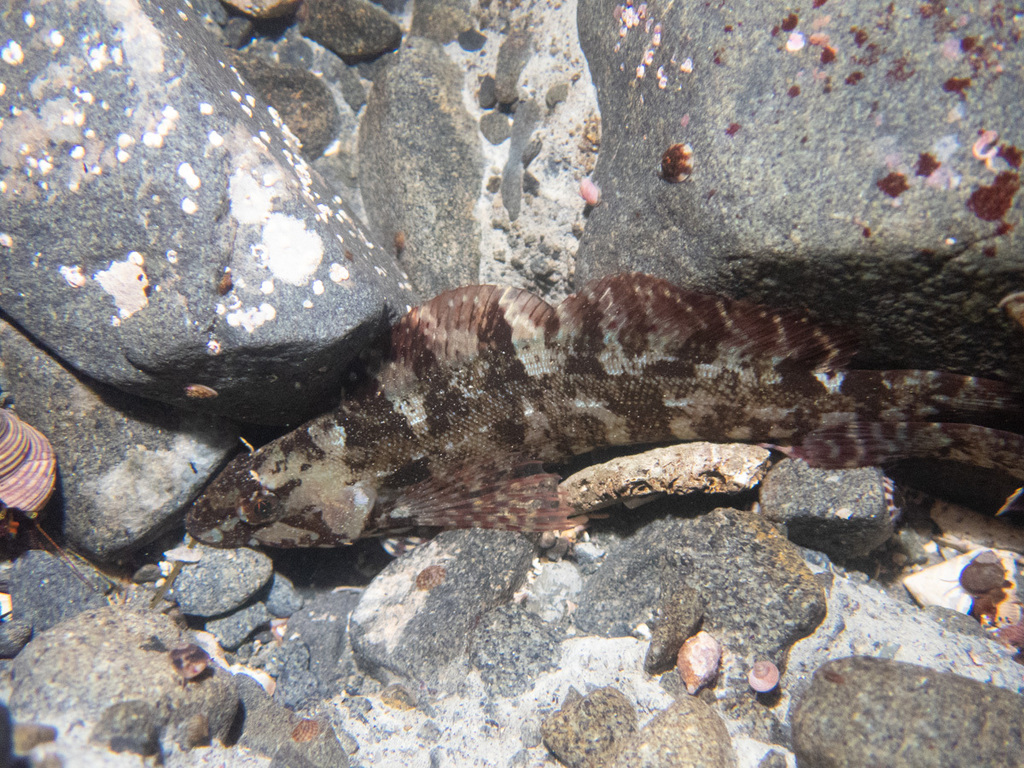 Masked Greenling