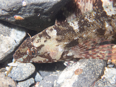 Hexagrammos octogrammus
