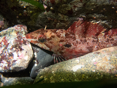 Hexagrammos octogrammus