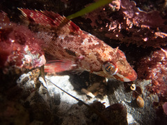 Hexagrammos octogrammus