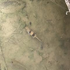 Striuntius lateristriga