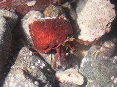 Pagurus hemphilli