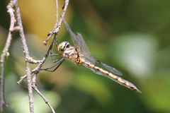 Hemicordulia australiae