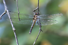 Hemicordulia australiae