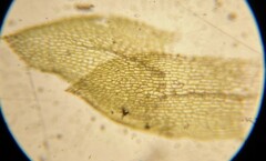 Physcomitrium readeri