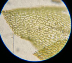 Physcomitrium readeri
