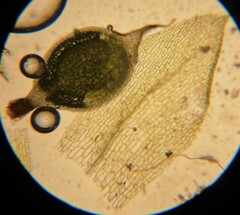 Physcomitrium readeri