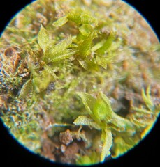 Physcomitrium readeri