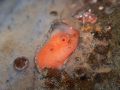 Cnemidocarpa finmarkiensis