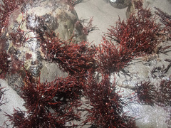 Ahnfeltia fastigiata