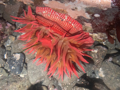 Cribrinopsis albopunctata