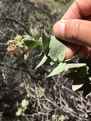 Arctostaphylos auriculata