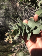 Arctostaphylos auriculata