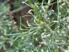Aceria paracalifornica