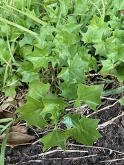 Delairea odorata