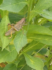 Melanoplus differentialis