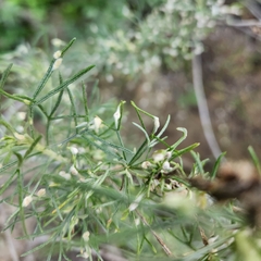 Aceria paracalifornica