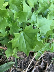 Delairea odorata