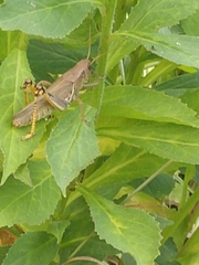 Melanoplus differentialis