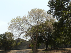 Dalbergia lanceolaria