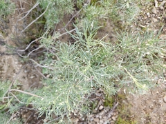 Aceria paracalifornica