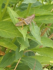 Melanoplus differentialis
