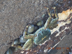 Grapsus albolineatus