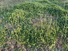 Nuttallanthus canadensis