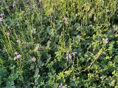 Nuttallanthus canadensis