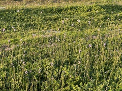 Nuttallanthus canadensis