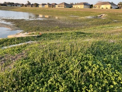 Nuttallanthus canadensis