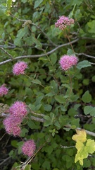 Spiraea splendens