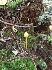 Entoloma luteum