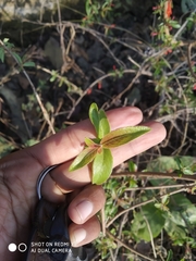 Woodfordia fruticosa