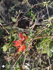 Woodfordia fruticosa