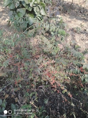 Woodfordia fruticosa