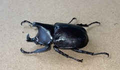 Xylotrupes