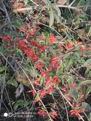 Woodfordia fruticosa