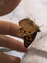 Heteronympha penelope