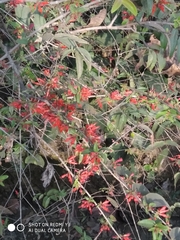 Woodfordia fruticosa