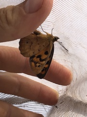 Heteronympha penelope