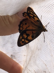 Heteronympha penelope