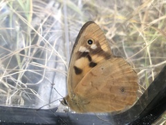 Heteronympha penelope