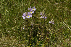 Euphrasia collina