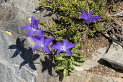 Wahlenbergia capillaris