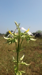 Dicliptera paniculata