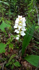 Govenia liliacea